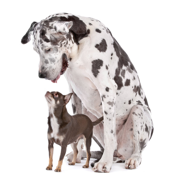 How to Introduce a Foster Dog to Your Dog?