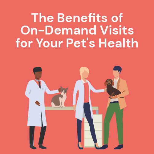 The Benefits of On-Demand Visits for Your Pet's Health