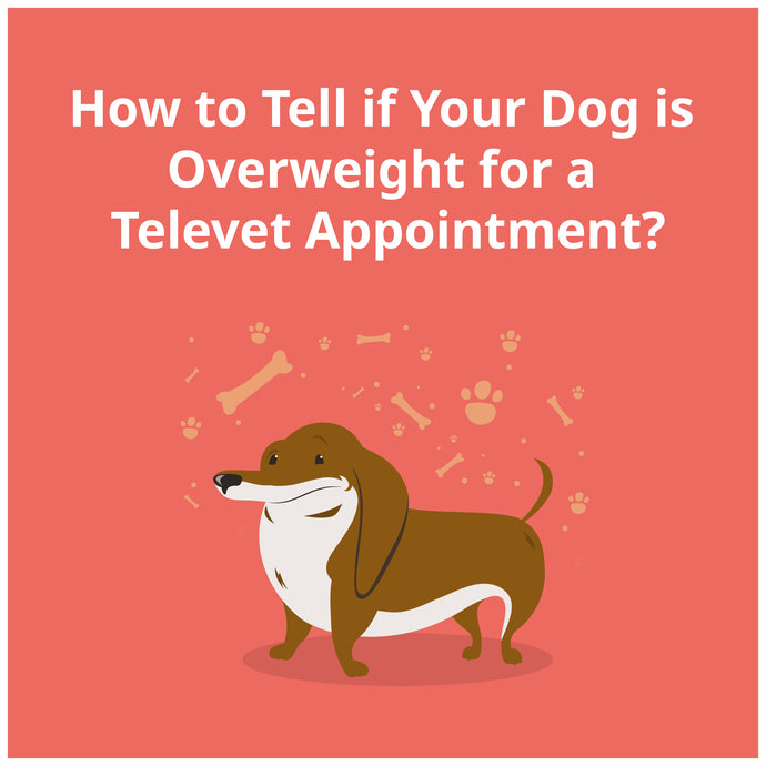 How to Tell if Your Dog is Overweight for a Televet Appointment?