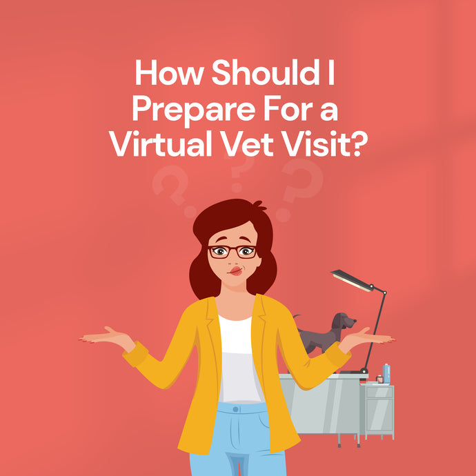 How Should I Prepare For a Virtual Vet Visit?