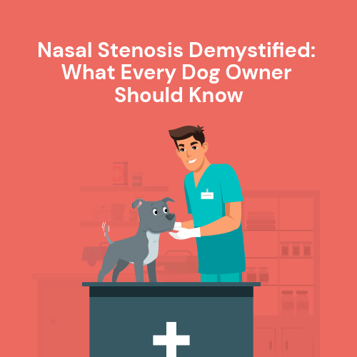 Nasal Stenosis Demystified: What Every Dog Owner Should Know