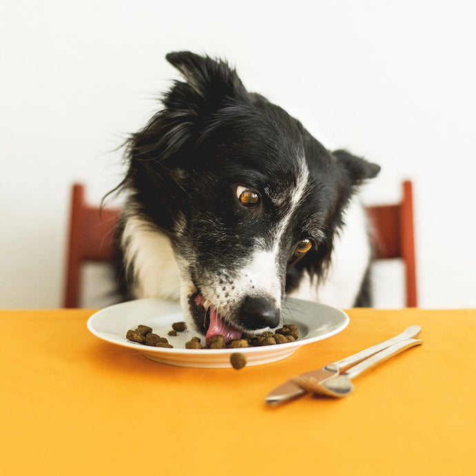 How To Boost Your Dog’s Nutrition