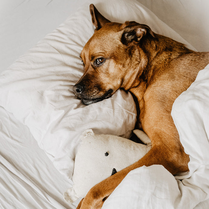 Dealing with dog stomach issues and our favorite home remedies