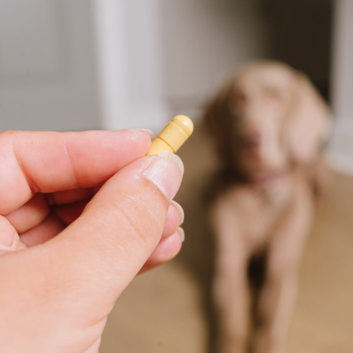 Side Effects of Antibiotics in Dogs: What are the Side Effects of Giving Dogs Antibiotics?