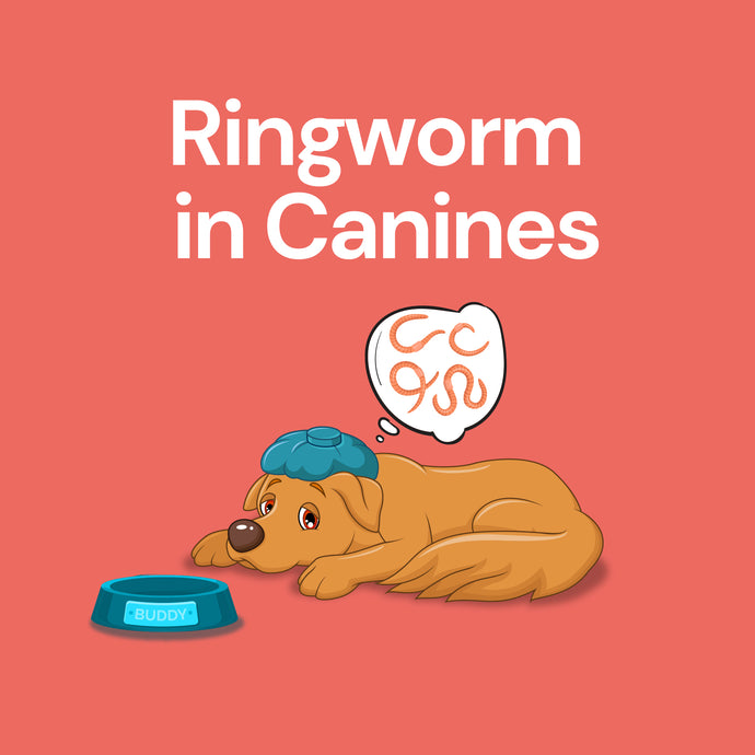 Ringworm in Canines