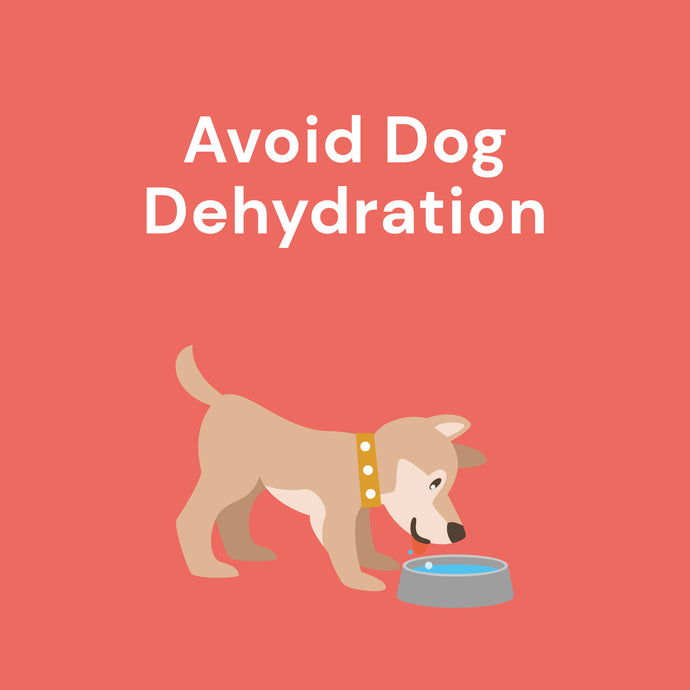 Avoid Dog Dehydration