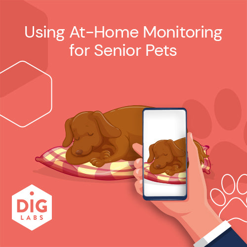 Using At-Home Monitoring for Senior Pets