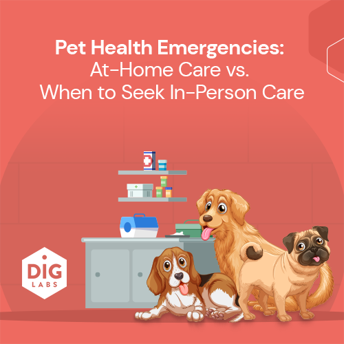 Pet Health Emergencies: At-Home Care vs. When to Seek In-Person Care