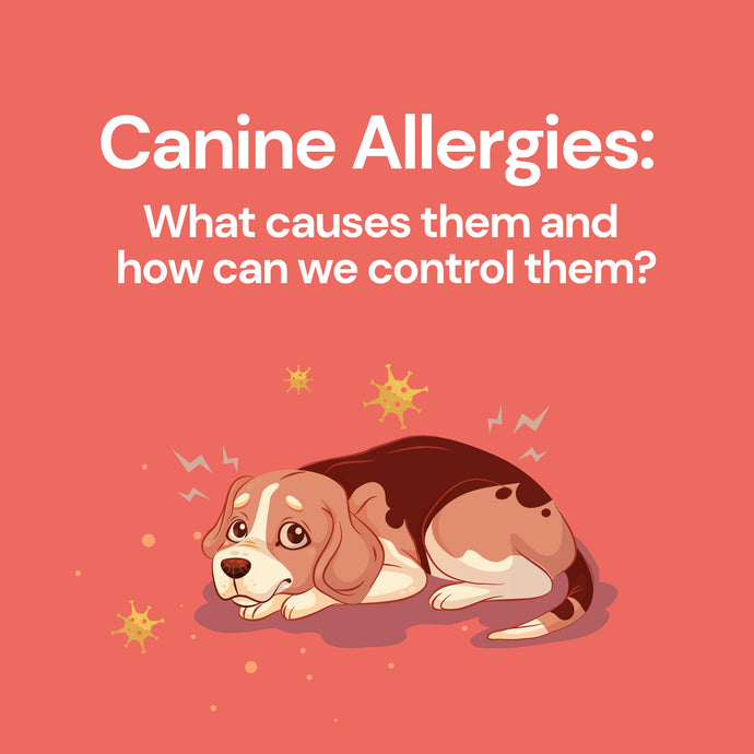 Canine Allergies: What causes them and how can we control them?