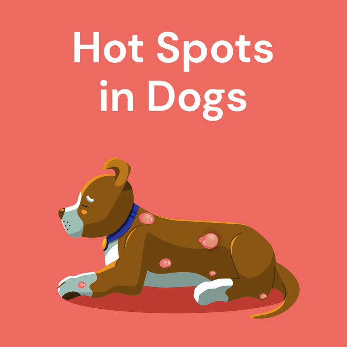 Hot Spots in Dogs