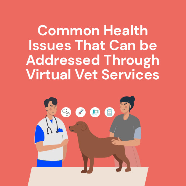 Common Health Issues That Can be Addressed Through Virtual Vet Services