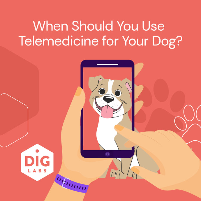 When Should You Use Telemedicine for Your Dog?