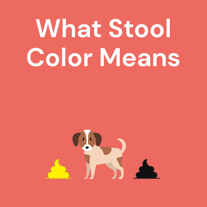 What Stool Color Means: From Yellow Dog Poop to Black Dog Poop