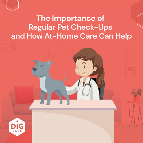 The Importance of Regular Pet Check-Ups and How At-Home Care Can Help