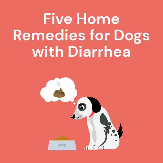 5 Top Home Remedies for Dogs with Diarrhea