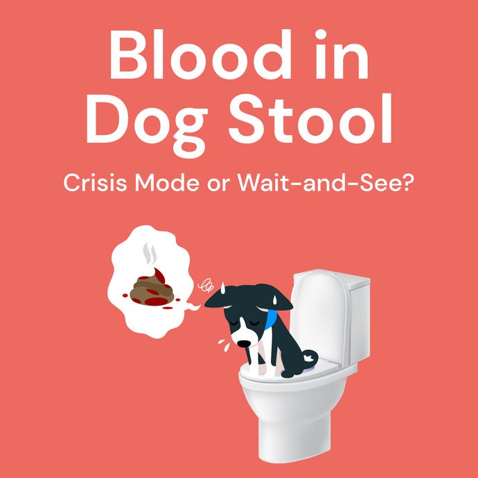 Blood in Dog Stool: Crisis Mode, or Wait-and-See?