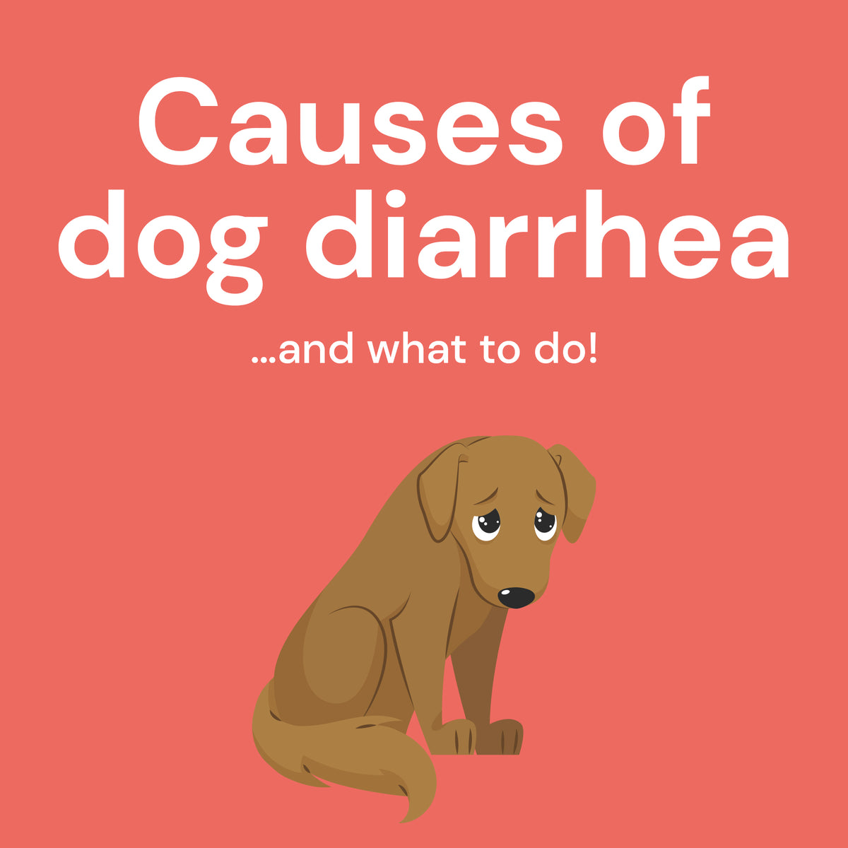 Learn About The Causes Of Dog Diarrhea And What To Do – Dig Labs