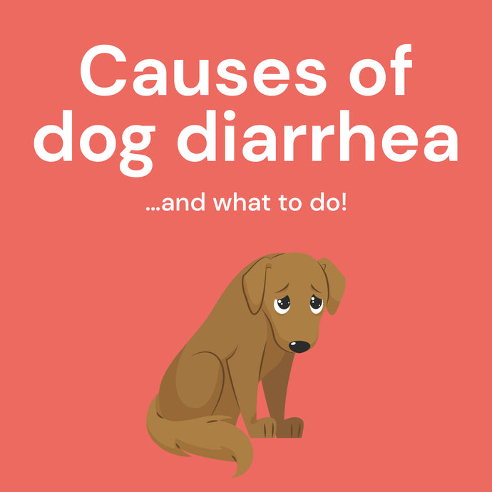 Causes of Dog Diarrhea