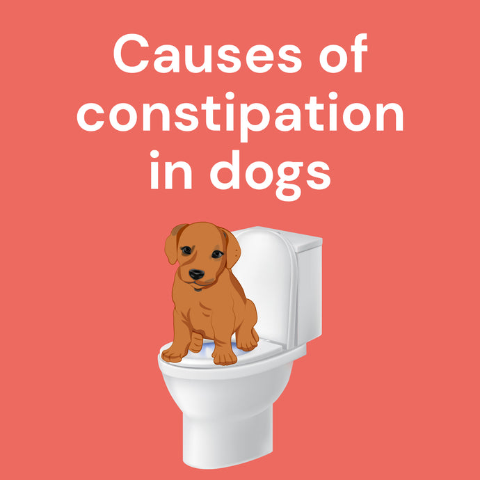 Causes of Constipation in Dogs