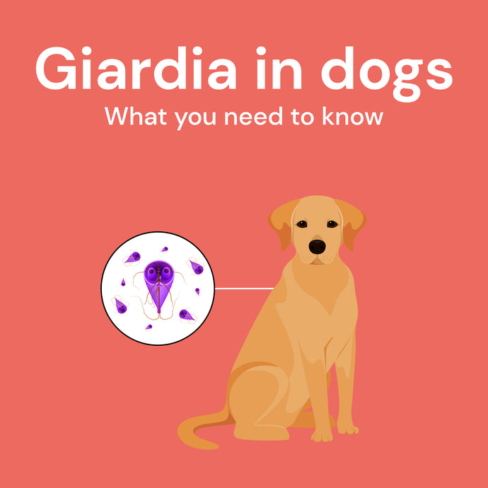 Don't be Deceived: Giardia in Dogs