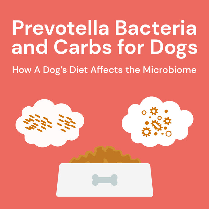 Prevotella Bacteria and Carbs for Dogs: How A Dog’s Diet Affects the Microbiome