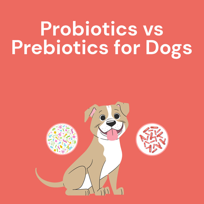 Probiotics vs. Prebiotics for Dogs