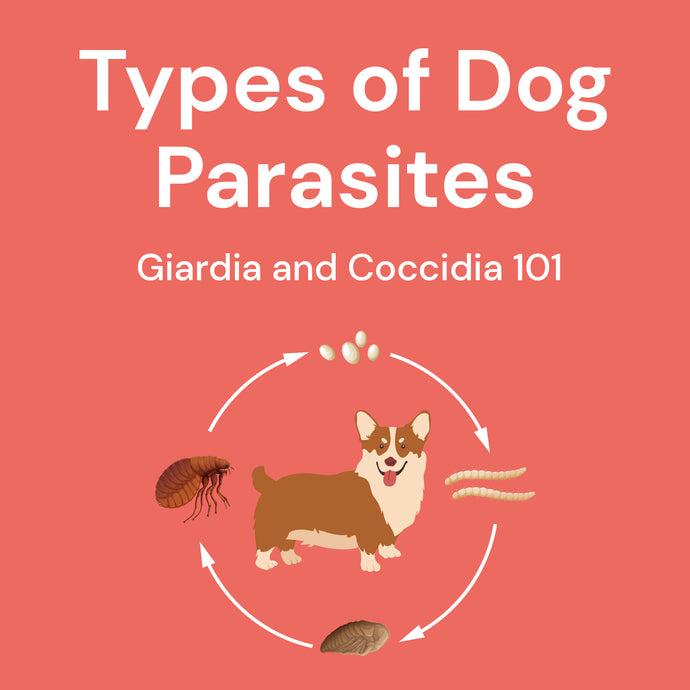 Types of Dog Parasites: Giardia and Coccidia in Dogs 101