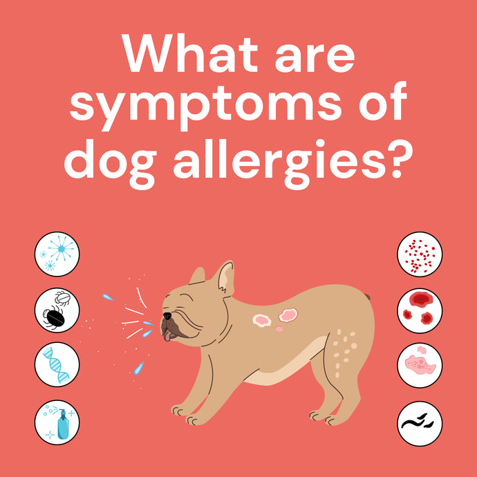 What are symptoms of dog allergies?