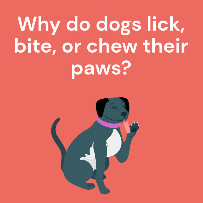 Why do dogs lick, bite, or chew their paws?