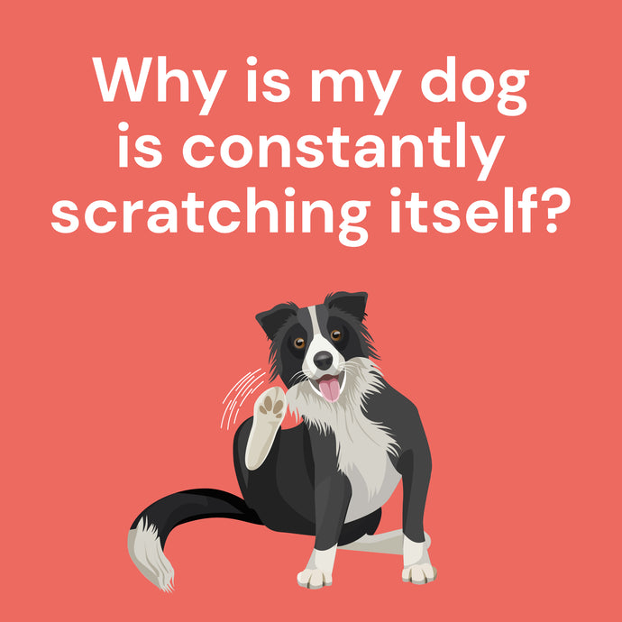 Why is my dog is constantly scratching itself?