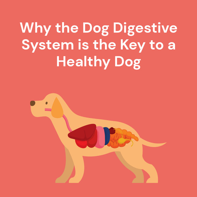 Why the Dog Digestive System is the Key to a Healthy Dog