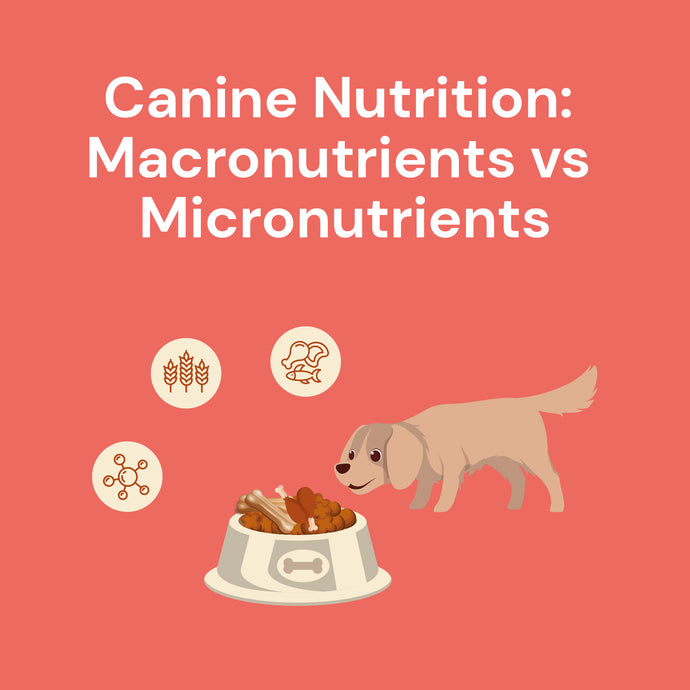 Canine Nutrition: Macronutrients vs Micronutrients