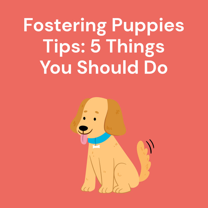 Fostering Puppies Tips: 5 Things You Should Do