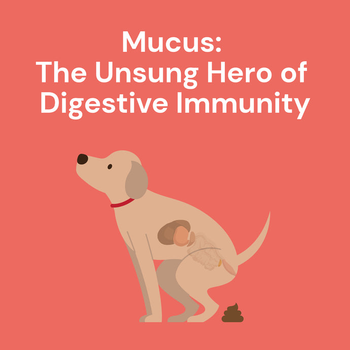 Mucus: The Unsung Hero of Digestive Immunity
