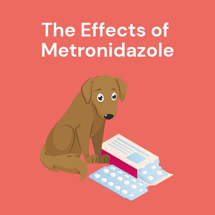 The Effects of Metronidazole on Dogs’ Gut