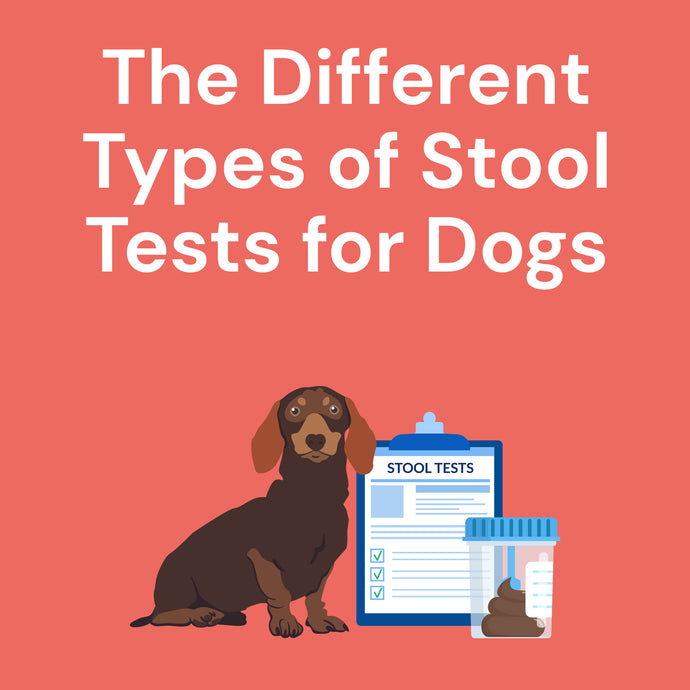 What Are the Different Types of Stool Tests for Dogs?