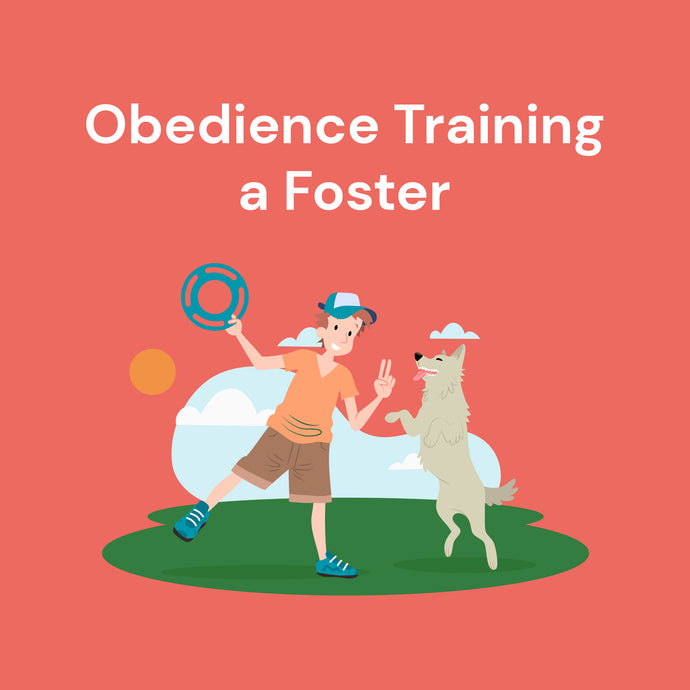 Obedience Training a Foster