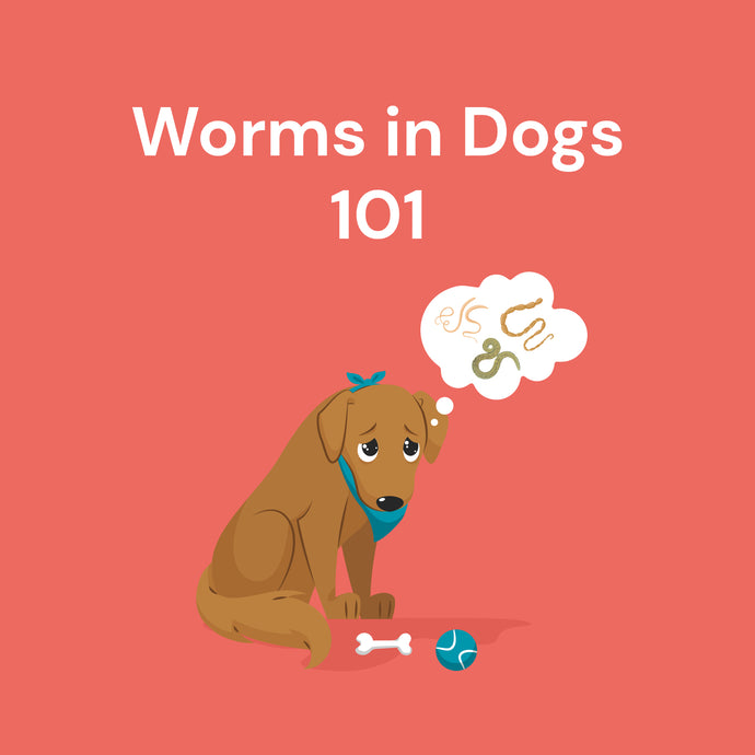 Types of Dog Parasites: Worms in Dogs 101