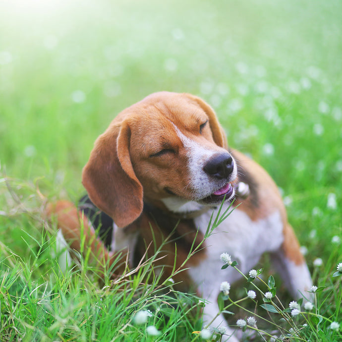 Managing Allergy Symptoms in Dogs with Quercetin